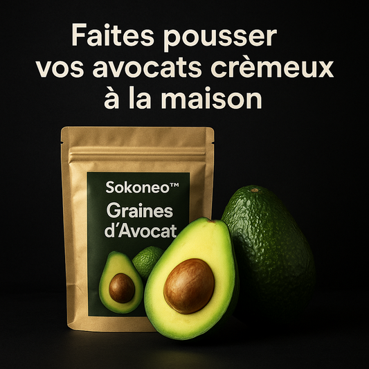 Sokovita™ Graines d’Avocat_CF
